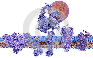 Structure variety of membrane proteins: photo