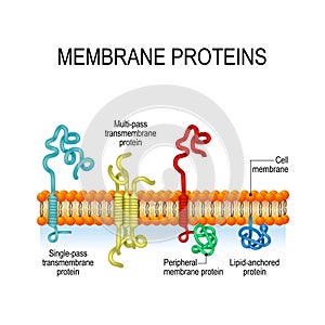 Membrane proteins. Vector illustration for biological, science and educational use