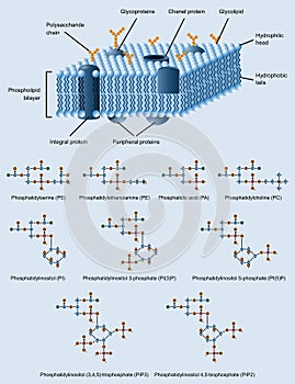 Membrane structure