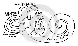 Membranous Labyrinth of the Ear, vintage illustration