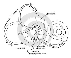 Membranous Labyrinth, vintage illustration