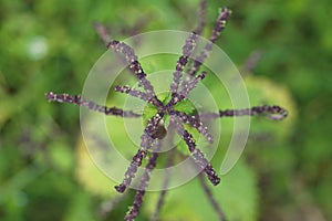 Membranous nettle