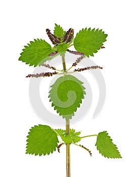 Membranous nettle plant isolated on white background, Urtica membranacea