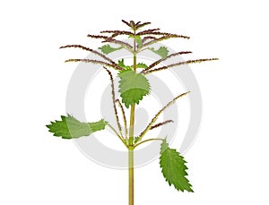 Membranous nettle plant isolated on white background, Urtica membranacea