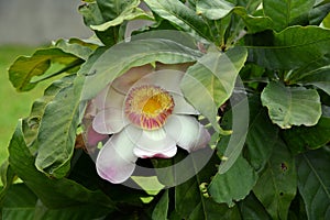 Membrillo, sachamango or heaven lotus flower photo