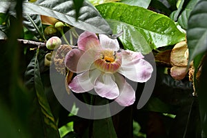 Membrillo, sachamango or heaven lotus flower photo