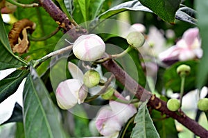 Membrillo, sachamango or heaven lotus flower photo