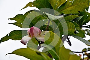 Membrillo, sachamango or heaven lotus flower photo