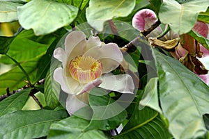 Membrillo, sachamango or heaven lotus flower photo