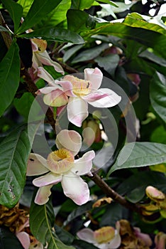 Membrillo, sachamango or heaven lotus flower photo