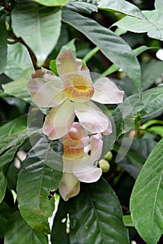 Membrillo, sachamango or heaven lotus flower photo