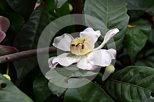 Membrillo, sachamango or heaven lotus flower photo