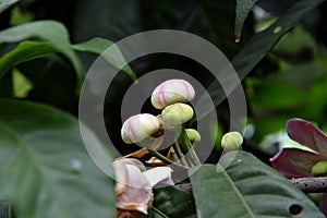 Membrillo, sachamango or heaven lotus flower photo