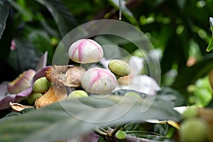 Membrillo, sachamango or heaven lotus flower photo