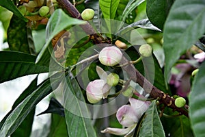 Membrillo, sachamango or heaven lotus flower photo