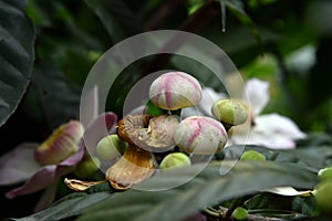 Membrillo, sachamango or heaven lotus flower photo