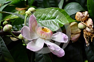 Membrillo, sachamango or heaven lotus flower photo