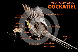 Meme, Anatomy Of A Cockatiel, sarcastic funny bird memes