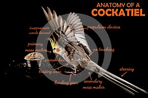 Meme, Anatomy Of A Cockatiel, sarcastic funny bird memes photo