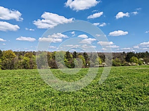 MeMeadow and Forest under Blue Sky