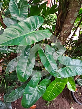 Memelong or Philodendron is a very attractive ornamental plant and can beautify both indoors and outdoors