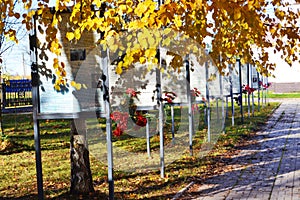 Memorial alley with newspapers among yellow birches