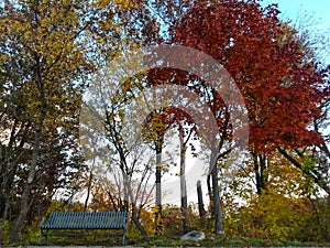 Memorial Bench Among Colourful Autumn Trees in Michigan 
