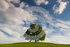 Memorial maple tree on the mystic place in Votice