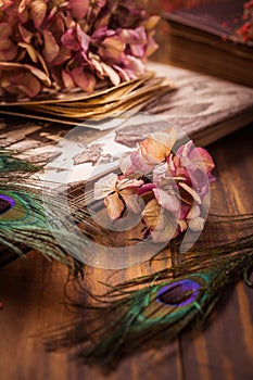 Memories - Old book and photo album, dried flowers and peacock feather eye