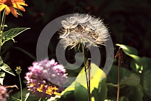 The memory of summer- dandelion flower against the background of an ordinary summer flowers on a clear day