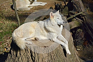 Memphis Zoo - Wolf