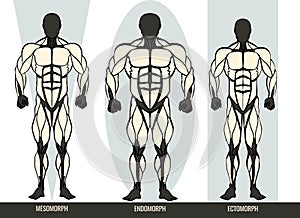 Men body types diagram with the three somatotypes Ectomorph, Mesomorph and Endomorph photo
