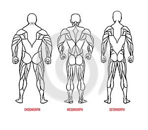 Men body types diagram with three somatotypes vector