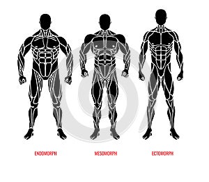 Men body types diagram with three somatotypes vector