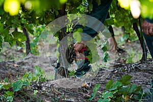 Men cutting twigs in the vineyard with a trimmer