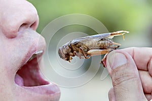 Men eating insects, holding it in the hand.