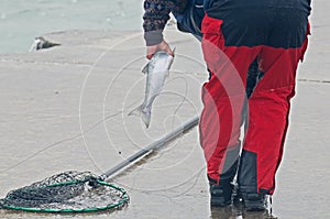 Men fishing for small spring coho salmon