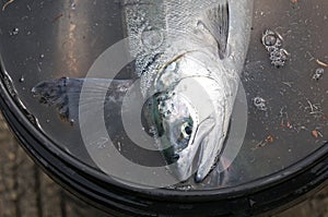 Men fishing for small spring coho salmon