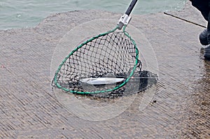 Men fishing for small spring coho salmon