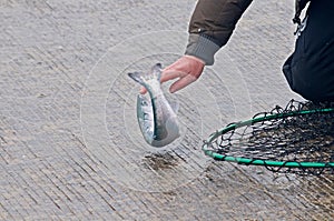 Men fishing for small spring coho salmon