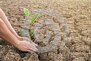 Men hands plant trees on dry areas. The soil is broken in the hot air