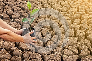 Men hands plant trees on dry areas. The soil is broken in the hot air. And have space for text input