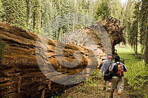 Men Hiking Along Fallen Redwood Tree