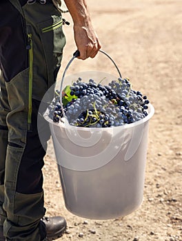 Men holding a bucket filled with red grapes during the harvest period, back view