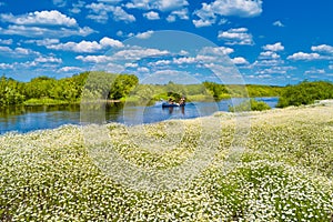 Men at kayak near field of white daisy flowers