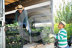 Men loading harvested bok choy in truck