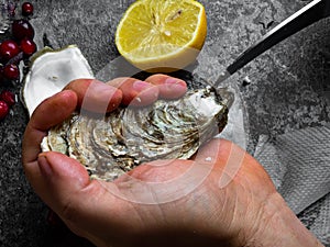 Men opening raw oyster with knife, closeup. The persons hands shucking fresh oysters