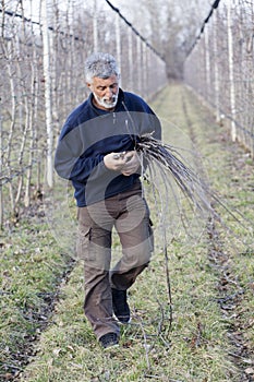 Men in orchard