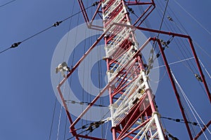 Men painting the highest Czech construction radio transmitter tower Liblice