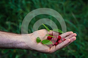 men picking berries in the woods. Handful (Fistful) of red cranberries. Fresh berries. No people. Only the hands, palms.